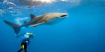 Vacaciones en Maldivas: bucear con el tiburón ballena