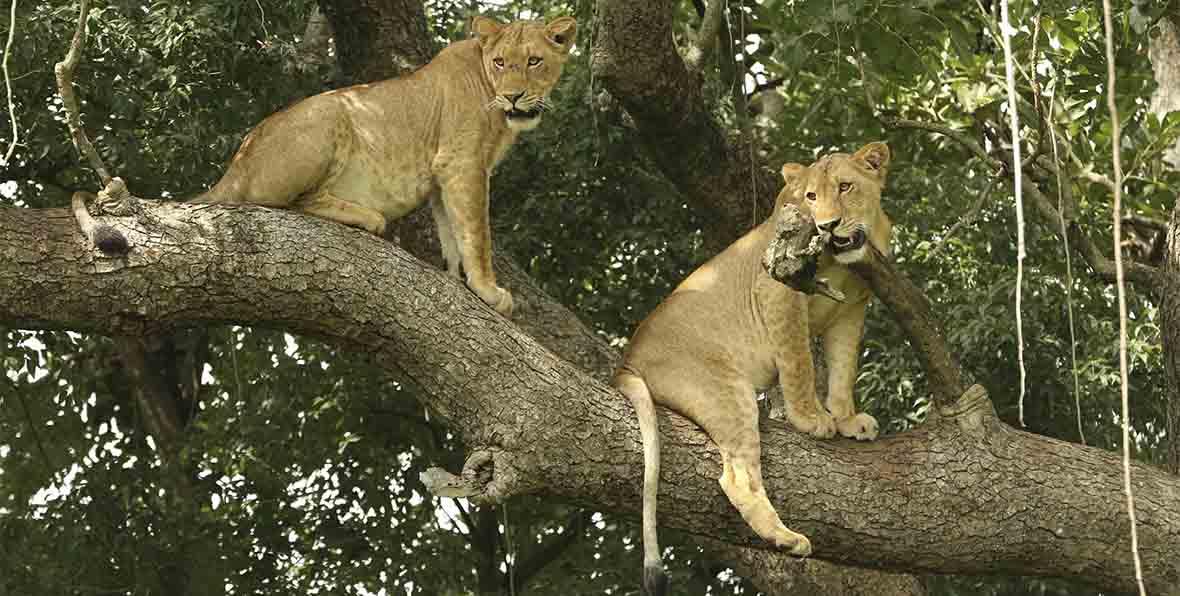 Viaje Africa Safari Uganda - arenastours.com -