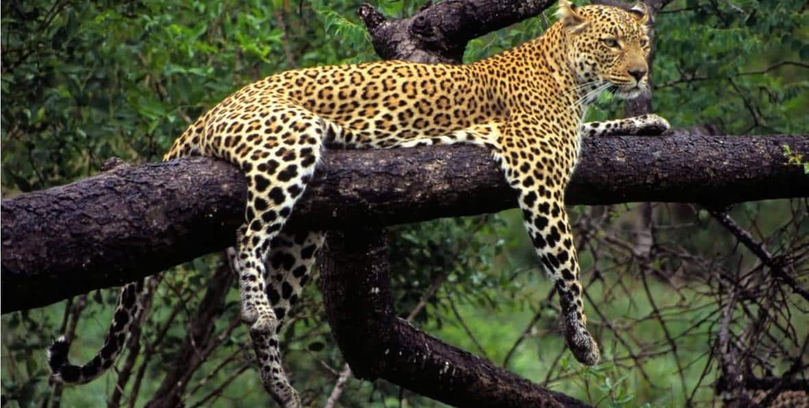 Guepardo descansando en un arbol del Parque de Yala