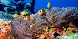 Eri Maldives Resort - arenatours.com