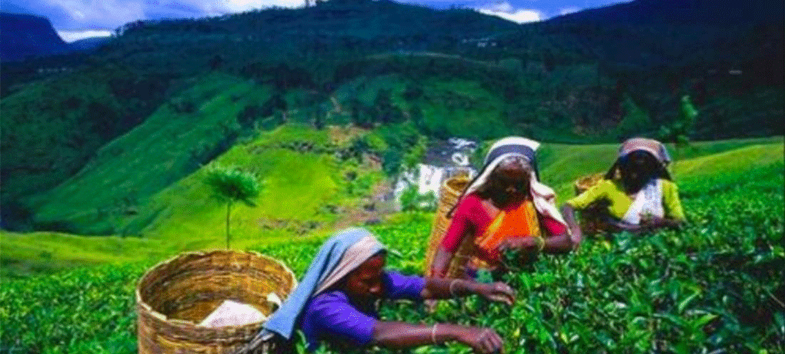 Kandy – Nuwara Eliya