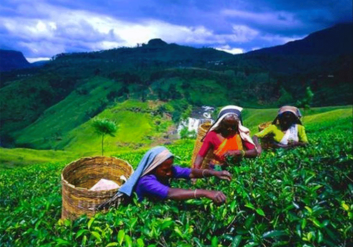 Шри ланка производство. Чайные плантации Нувара Элия. Нувара Элия Шри Ланка. Нувара Элия Шри Ланка плантация. Nuwara Eliya Шри Ланка чай.