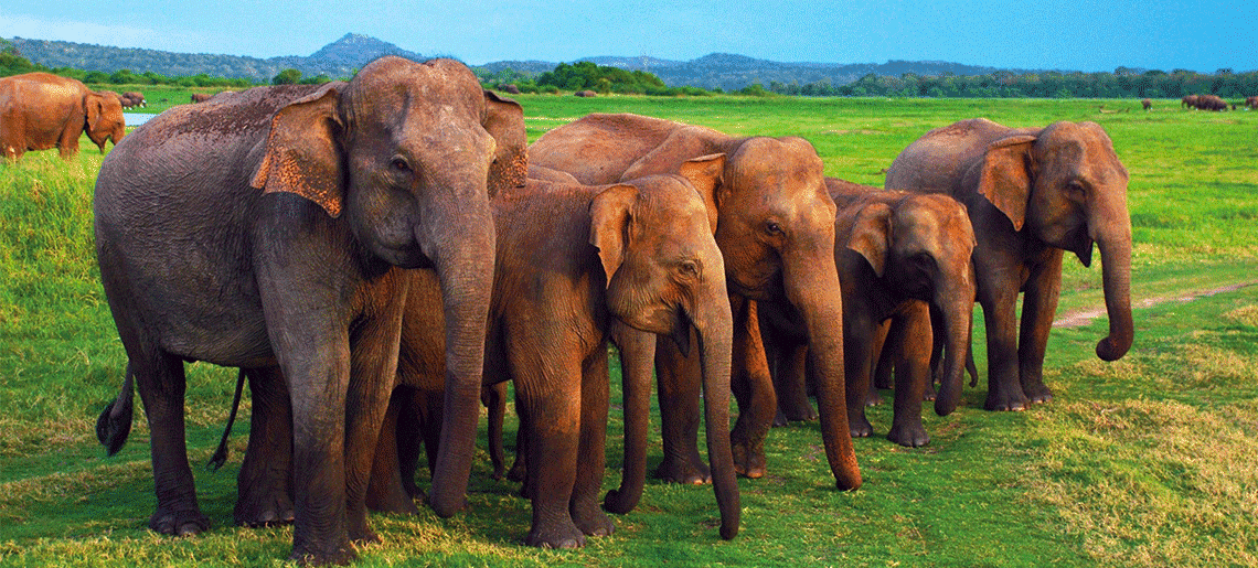 Kandy – Pinnawala – Peradeniya – Nuwara Eliya