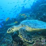 Angsana Ihuru: tortuga en el mar