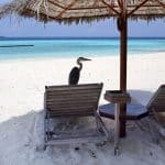 Gangehi Maldives Islands Resorti S A - arenatours.com