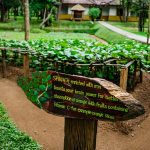 Amayal Lake Dambulla - arenatours.com