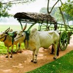 Amayal Lake Dambulla - arenatours.com