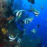 Veligandudiving - arenatours.com