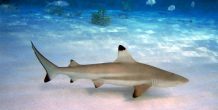 Hotel Maldive Eco - arenatours.com