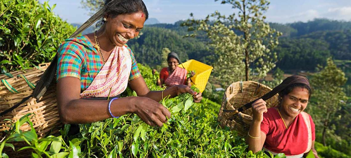 Experiencia del té