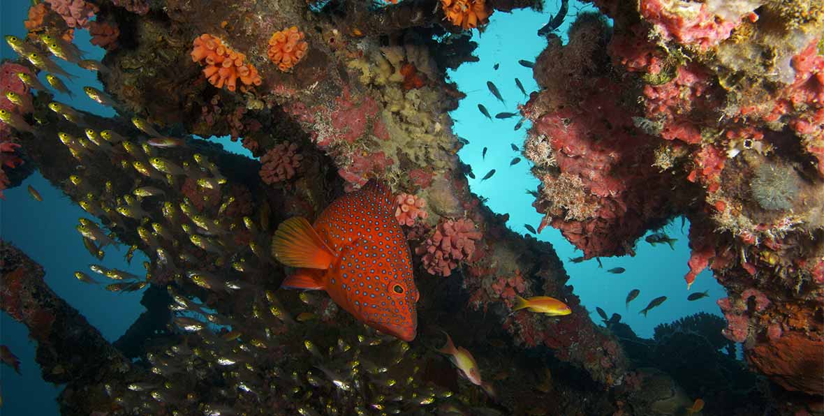 arrecifes de fushifaru maldives