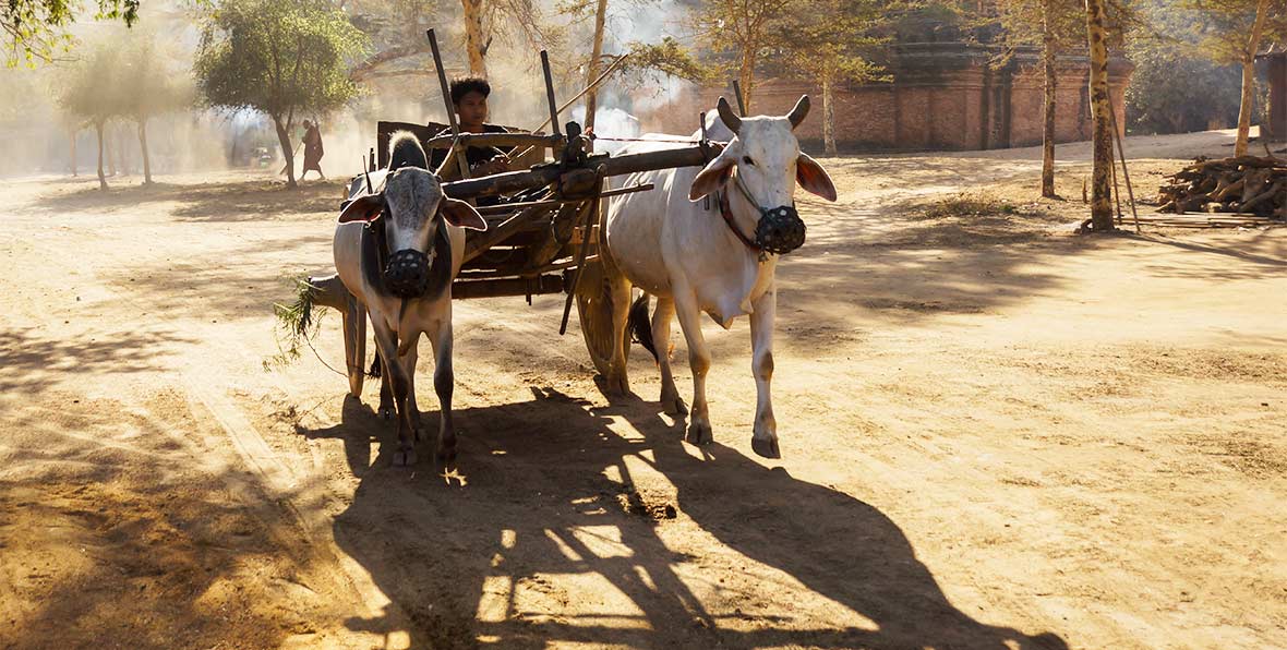 Bagan Myanmar Bullock Cart - arenatours.com