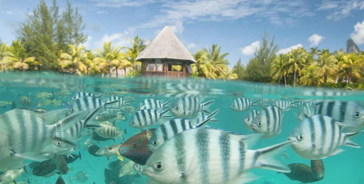 vida marina de St. Regis Bora Bora Resort