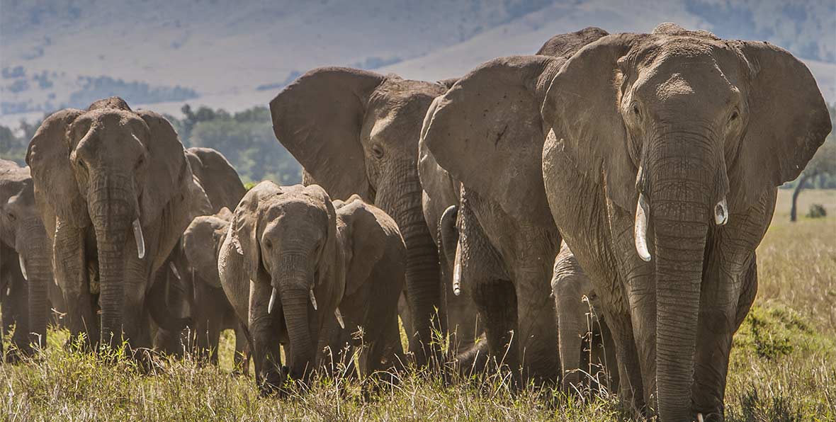Viajes Africa Kenia Elephants - arenatours.com