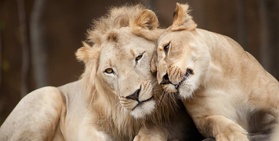 Viajes Africa Kenia Lions Love - arenatours.com