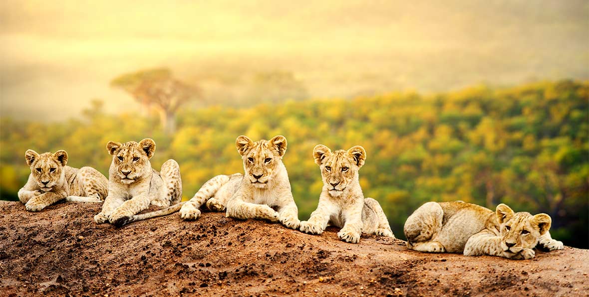 Viajes Africa Kenia Lions - arenatours.com