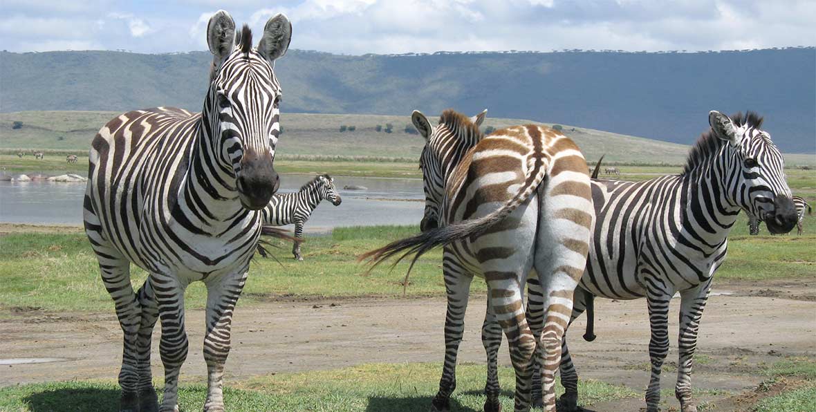 Viajes Africa Tanzania Ngorongoro Crater Zebras - arenatours.com