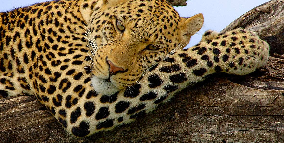 Viajes Africa Tanzania Leopard - arenatours.com