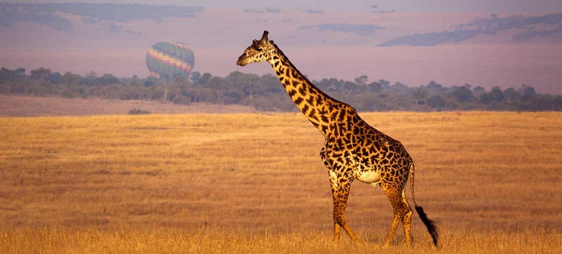 Kenia: Visita a la casa Museo de Karen Blixen & cento de Jirafas