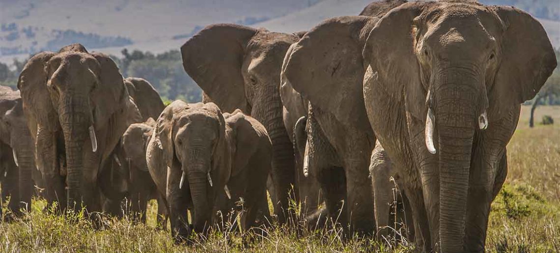 Kenia: Visita al Orfanato de elefantes de Daphne Sheldrick