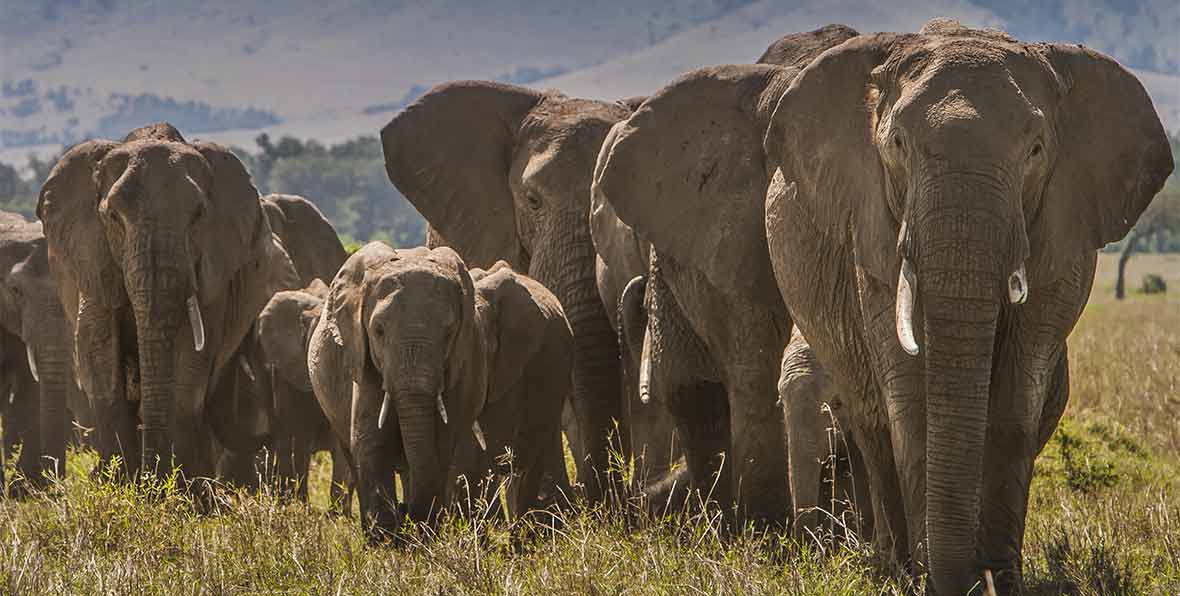 Viaje Kenya Elefantes - arenatours.com