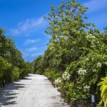 Hondaafushi Island Resort Maldives - arenatours.com