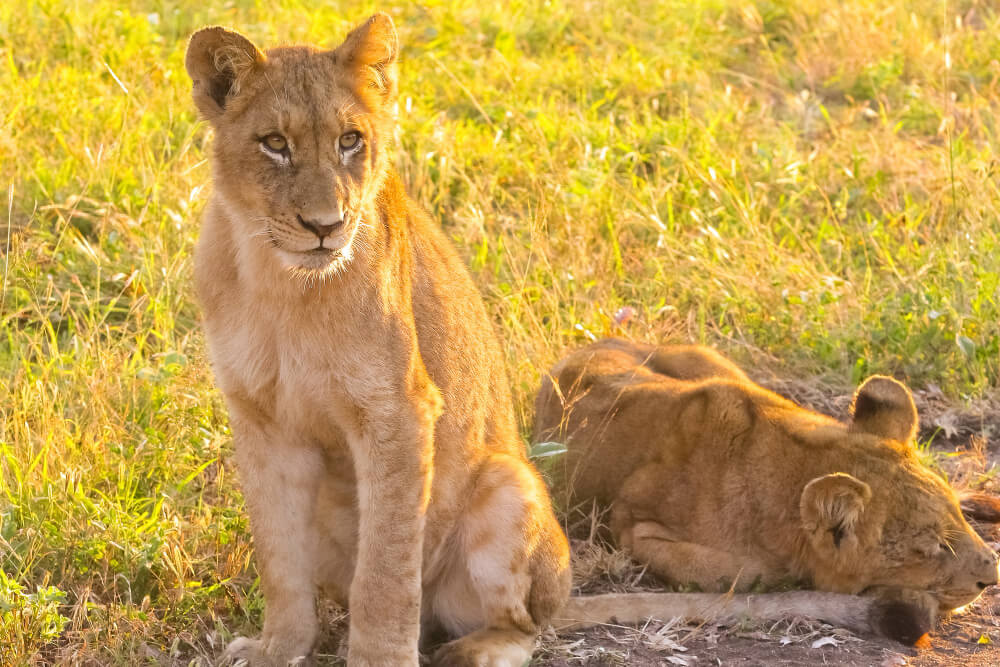 manada de leones en la sombra Serengeti