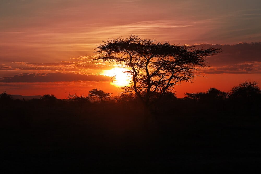 Serengeti vista de la puesta de sol con dos elefantes en el fondo