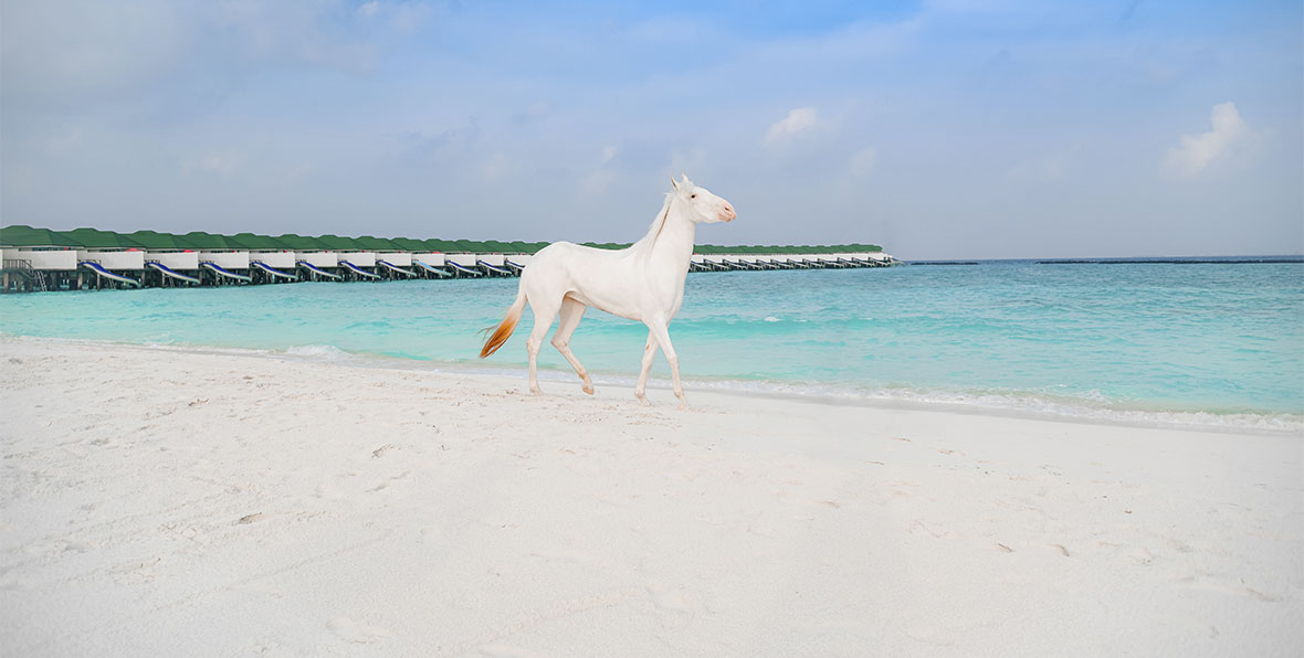 Siyam World Maldives Horses - arenatours.com