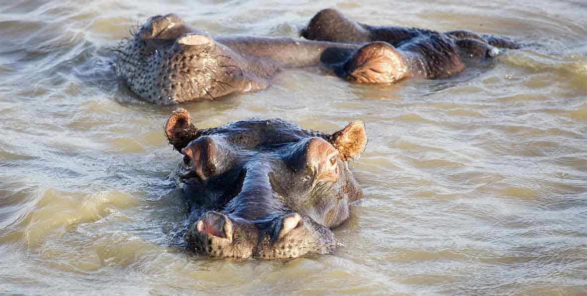 Viaje Africa Hippos - arenatours.com