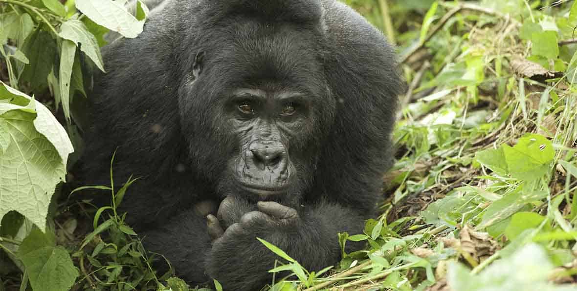Viaje Africa Safari Uganda Gorila - arenatours.com