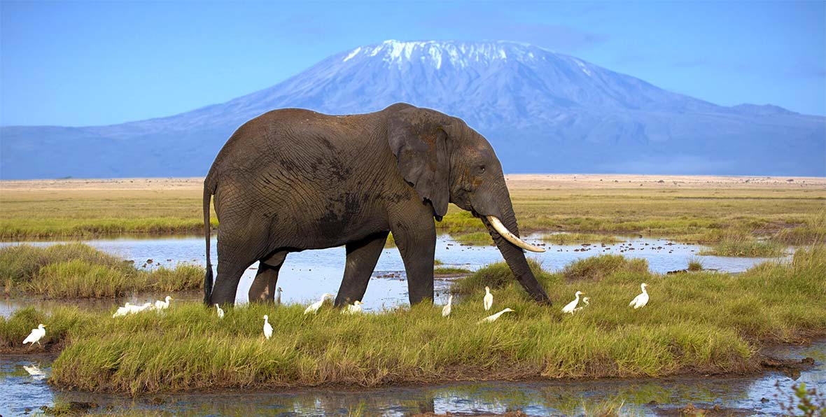 Viaje Kenia Elephant Kilimanjaro - arenatours.com
