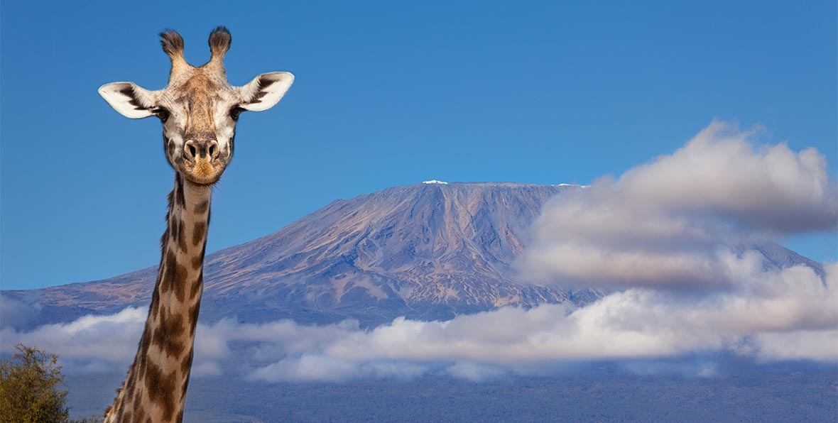 Viaje Kenia Giraffe Kilimanjaro - arenastours.com -