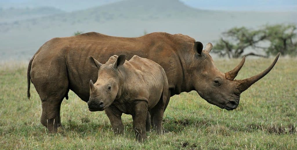 Viaje Kenia Rhino - arenastours.com -