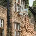 Giraffe Manor - arenatours.com -