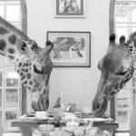 Giraffe Manor - arenatours.com -