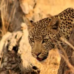 Sudafrica Lukimbi Lodge - arenatours.com -