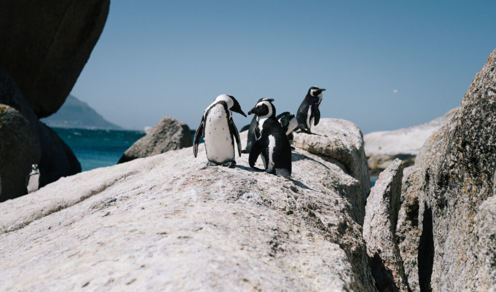 Cape Town Penguins - arenatours.com -