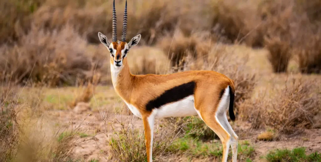 qué llevar en la maleta a un safari - arenatours.com