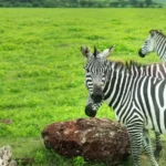 Ngorongoro Melia Lodge Collection - arenatours.com -