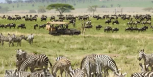 One Nature Nyaruswiga - arenatours.com -