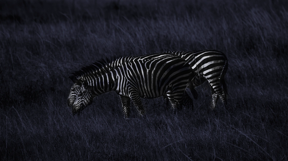 Safari nocturno en Grumeti Hills