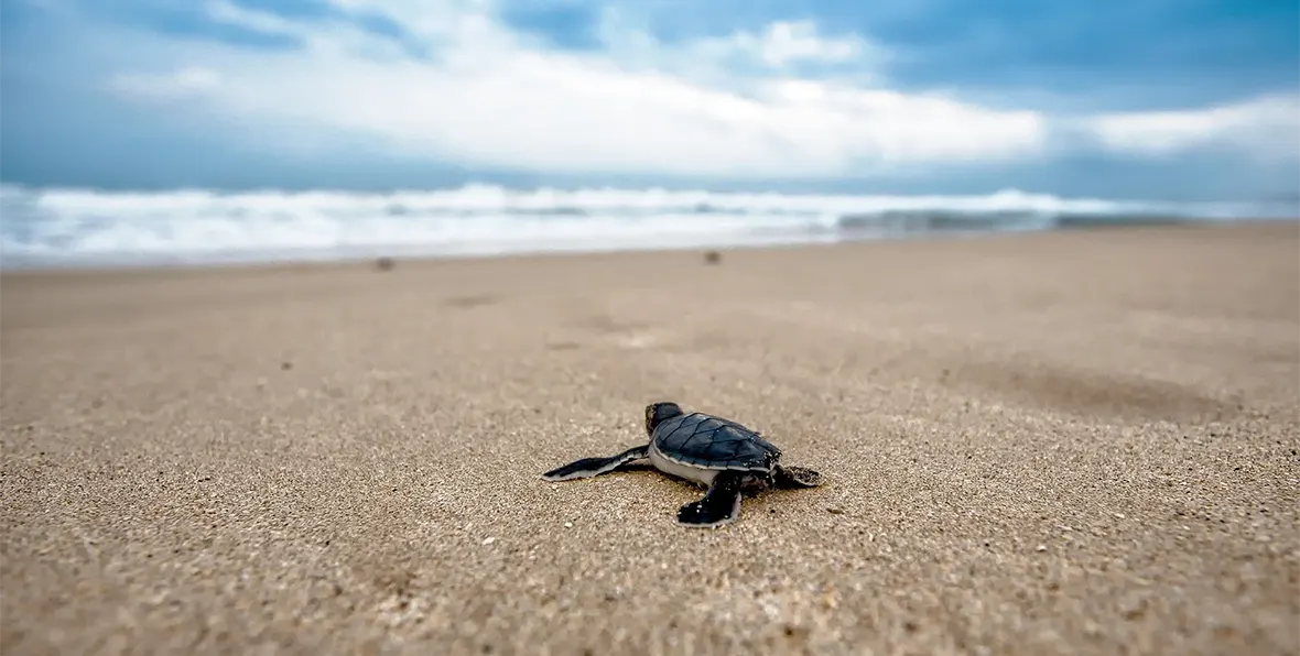 Reserva de Tortugas de Ras Al Jinz