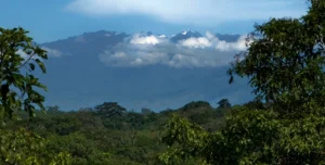 Turaco - arenatours.com -