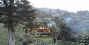 Mahogany - arenatours.com