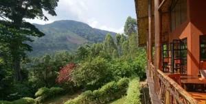 Mahogany - arenatours.com