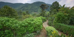 Mahogany - arenatours.com