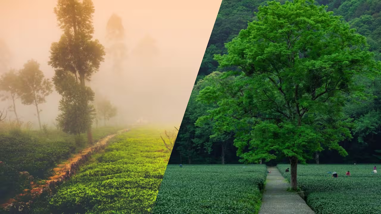 Mejor época viajar Sri Lanka clima monzones