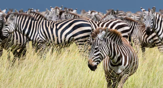 Cebras En El Serengueti Tanzania - arenatours.com