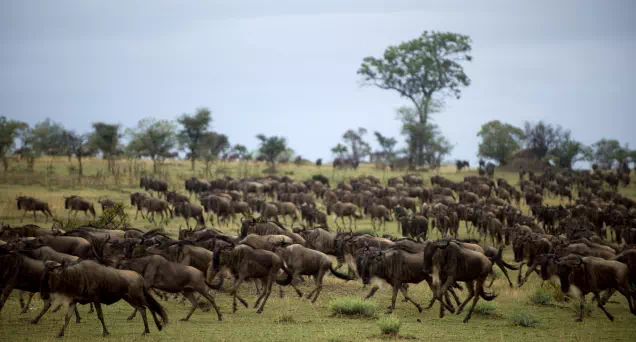 Galería De Imágenes Viaje A Tanzania Y Zanzíbar Gran Migración - arenatours.com - Viaje a Tanzania